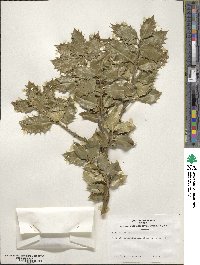 Ilex aquifolium image