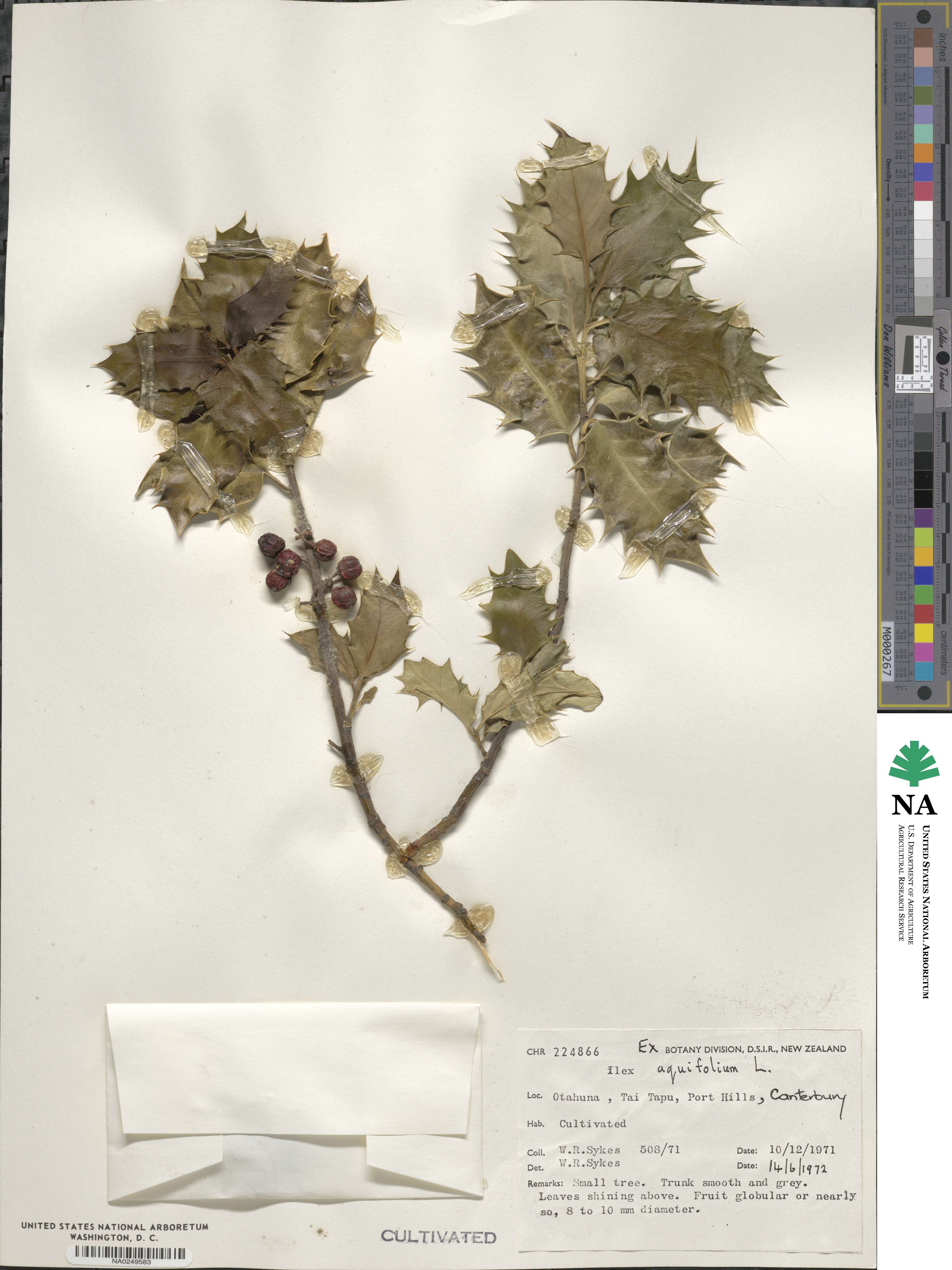 Ilex aquifolium image