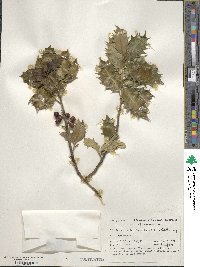 Ilex aquifolium image