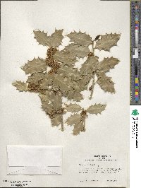 Ilex aquifolium image