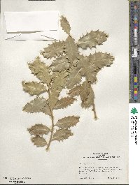 Ilex aquifolium image