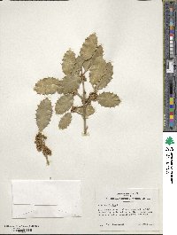 Ilex aquifolium image