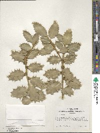 Ilex aquifolium image