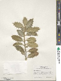 Ilex aquifolium image