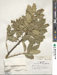 Ilex aquifolium image