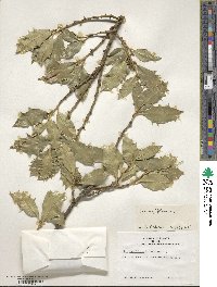 Ilex aquifolium image