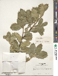 Ilex aquifolium image