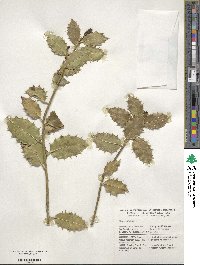 Ilex aquifolium image