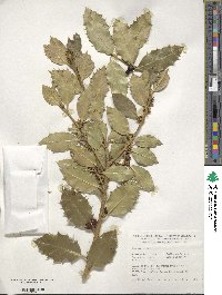 Ilex aquifolium image