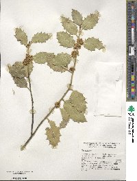 Ilex aquifolium image