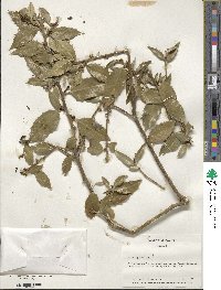 Ilex aquifolium image