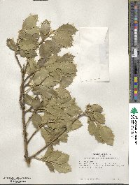 Ilex aquifolium image