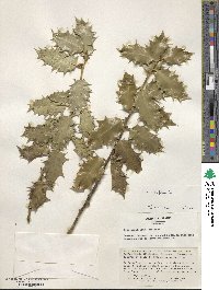 Ilex aquifolium image