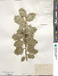 Ilex aquifolium image