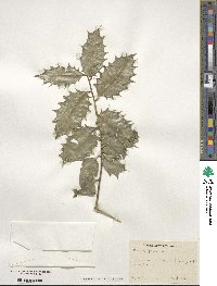 Ilex aquifolium image