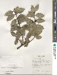 Ilex aquifolium image