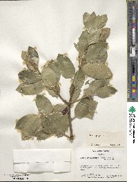 Ilex aquifolium image