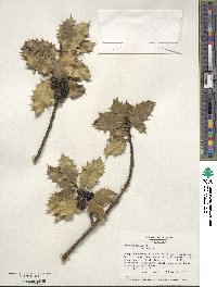 Ilex aquifolium image