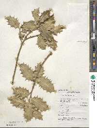 Ilex aquifolium image