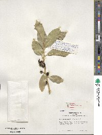 Ilex aquifolium image