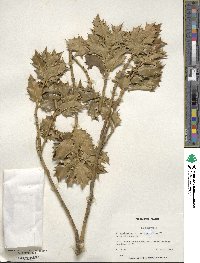 Ilex aquifolium image