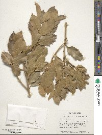 Ilex aquifolium image