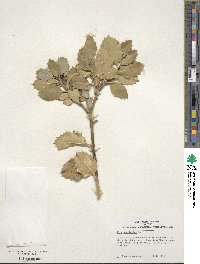 Ilex aquifolium image