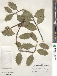 Ilex aquifolium image