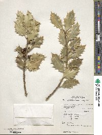 Image Associated With the Occurence