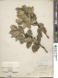 Image Associated With the Occurence