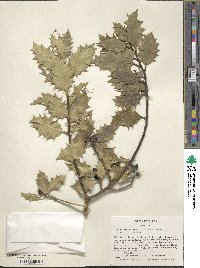 Image Associated With the Occurence