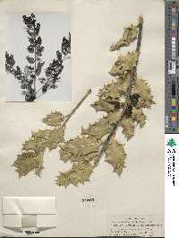 Image Associated With the Occurence
