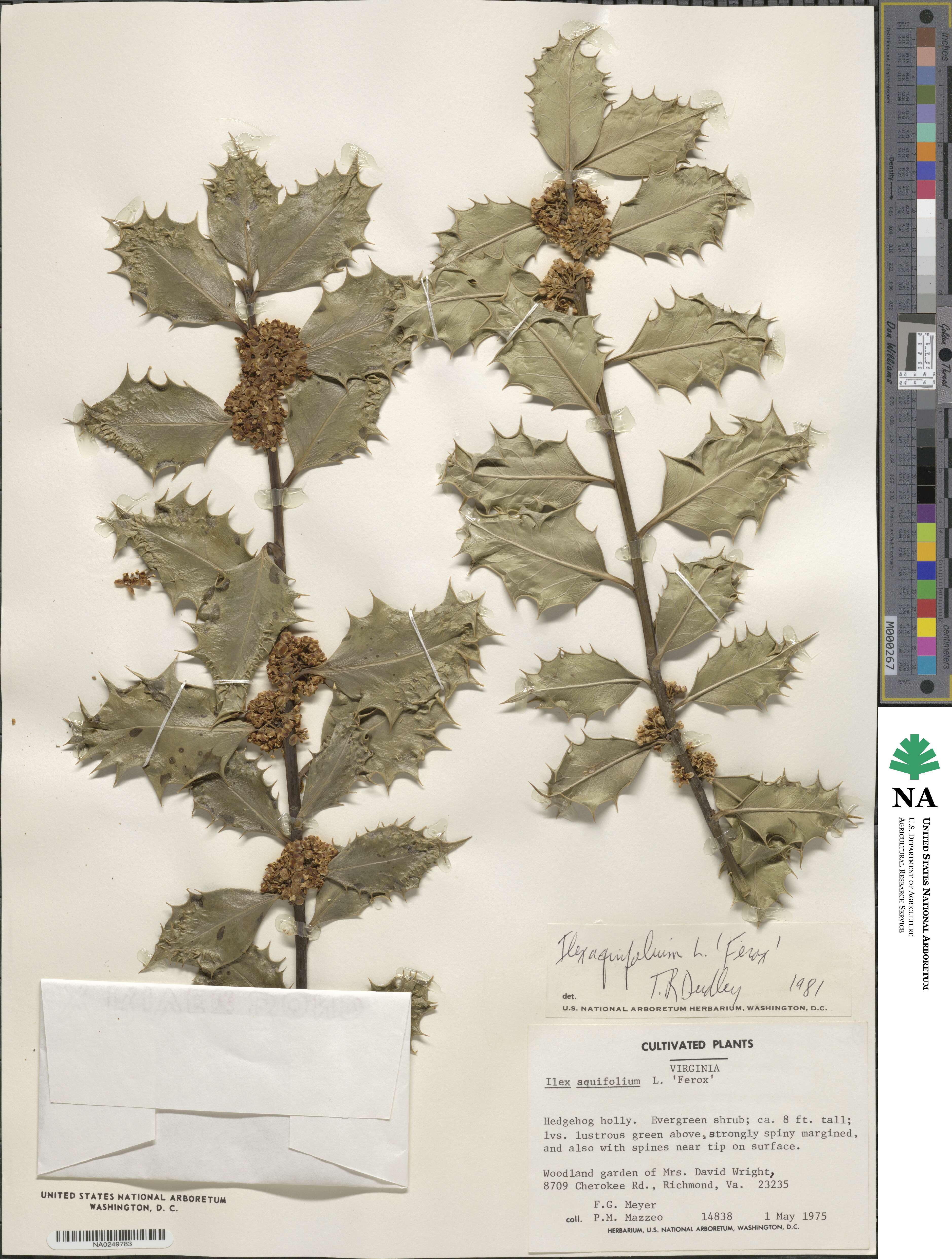 Ilex aquifolium image