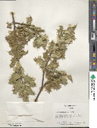 Ilex aquifolium var. ferox image