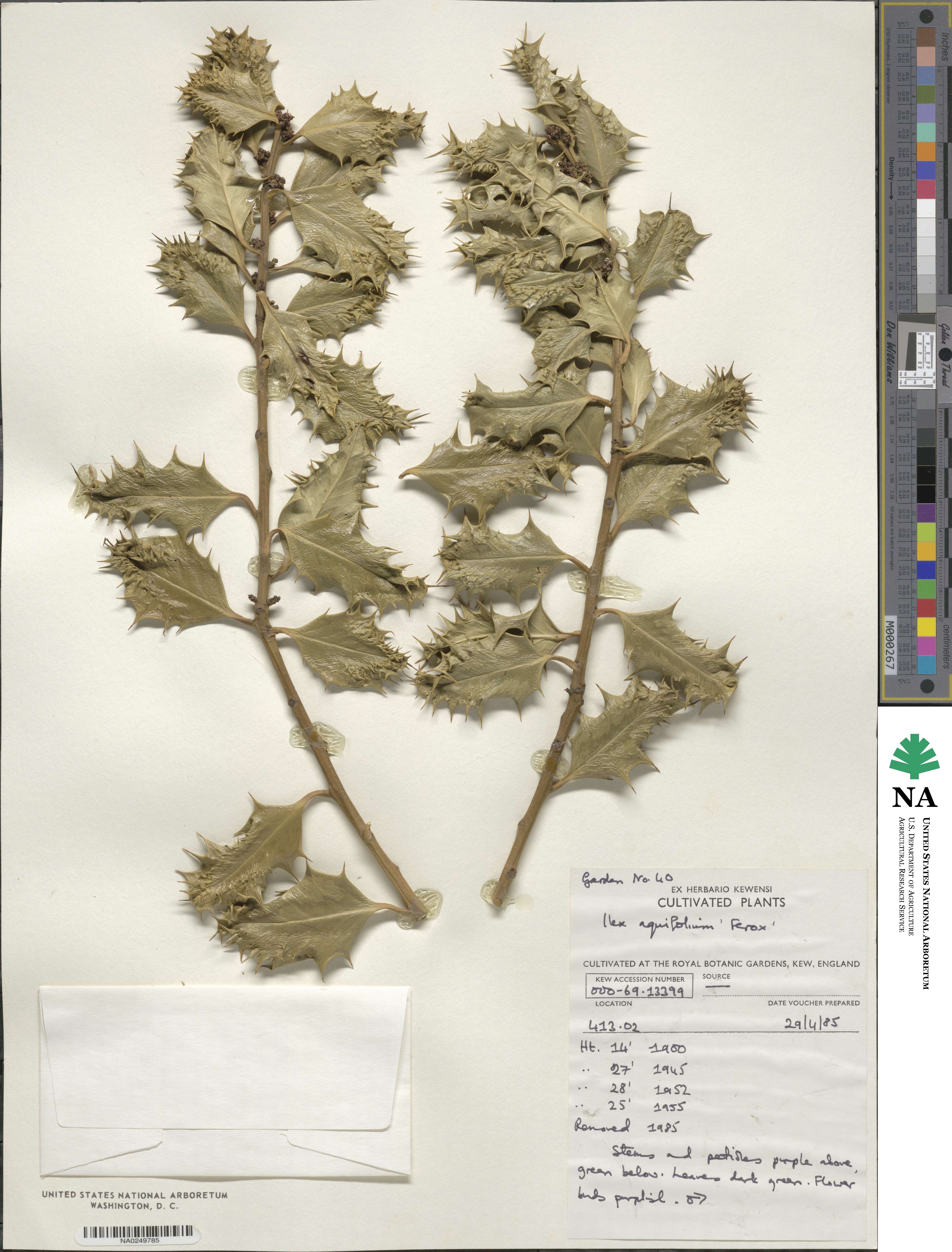 Ilex aquifolium var. ferox image