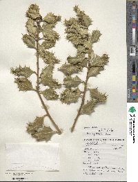 Ilex aquifolium image