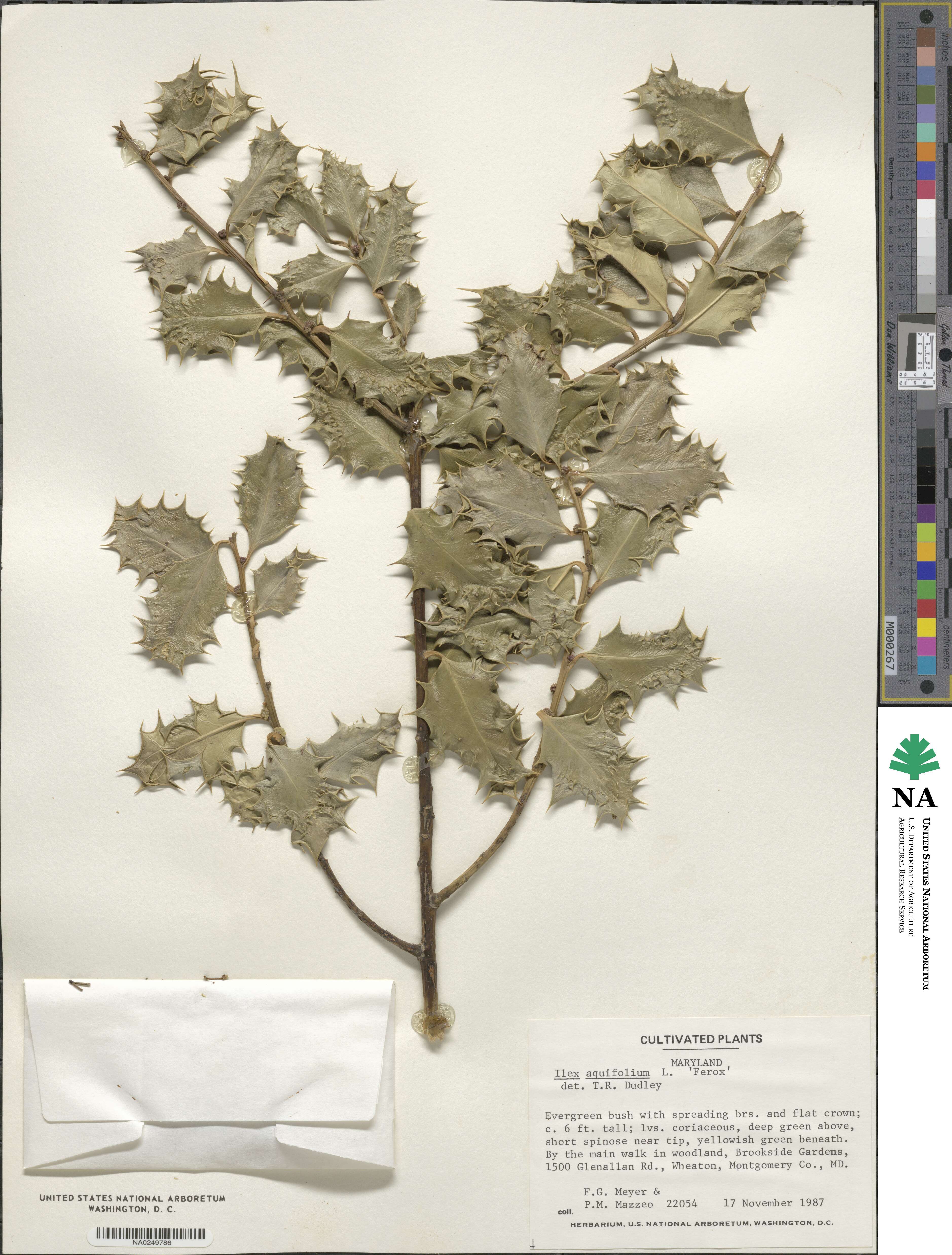 Ilex aquifolium var. ferox image