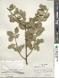 Ilex aquifolium var. ferox image