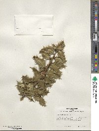 Ilex aquifolium var. ferox image