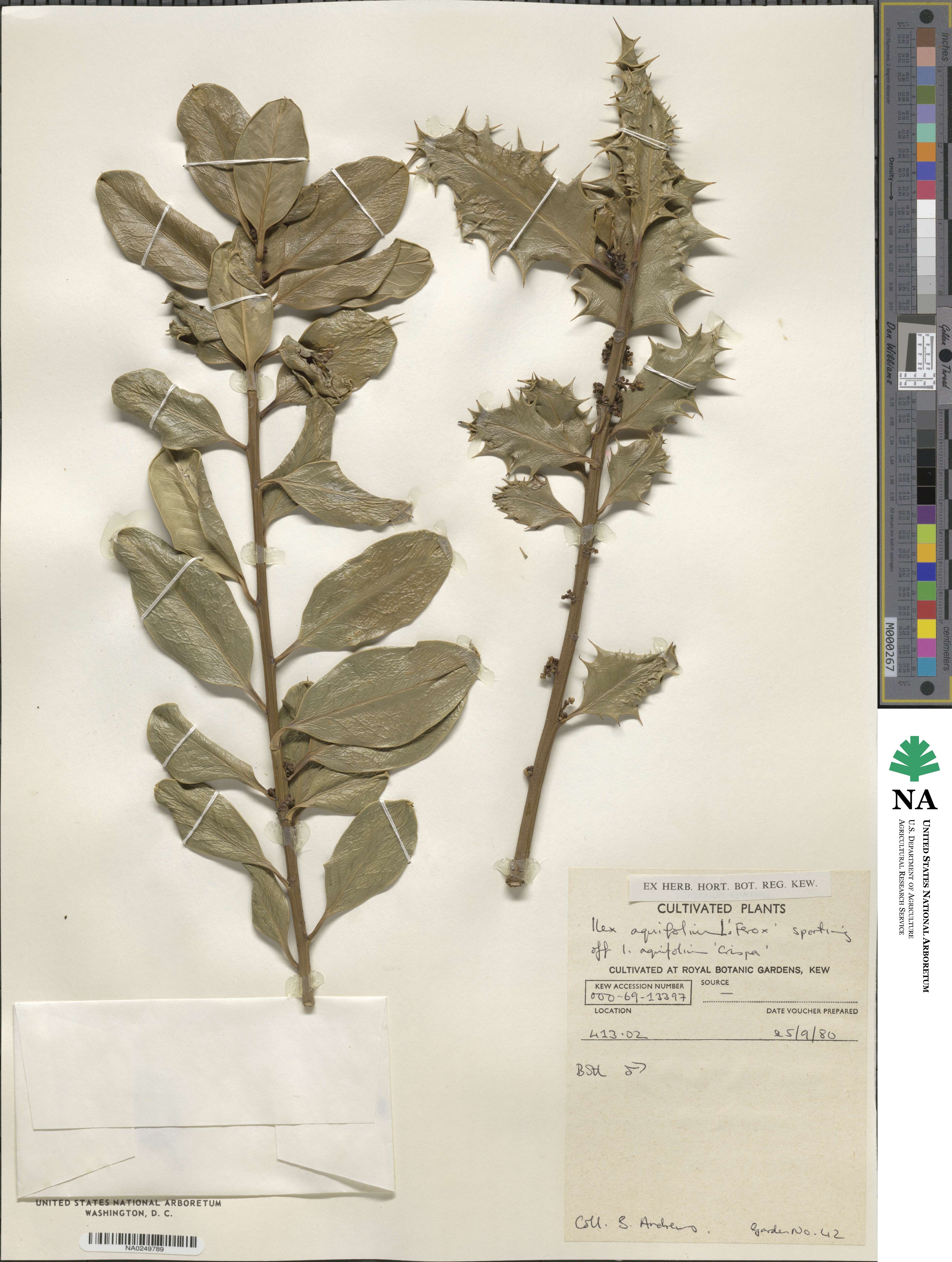 Ilex aquifolium var. ferox image
