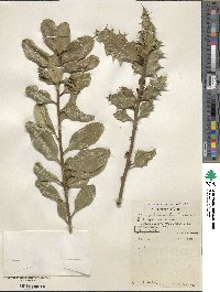 Ilex aquifolium var. ferox image