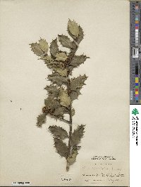 Ilex aquifolium var. ferox image