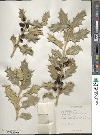 Image Associated With the Occurence