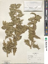 Image Associated With the Occurence