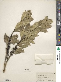 Image Associated With the Occurence
