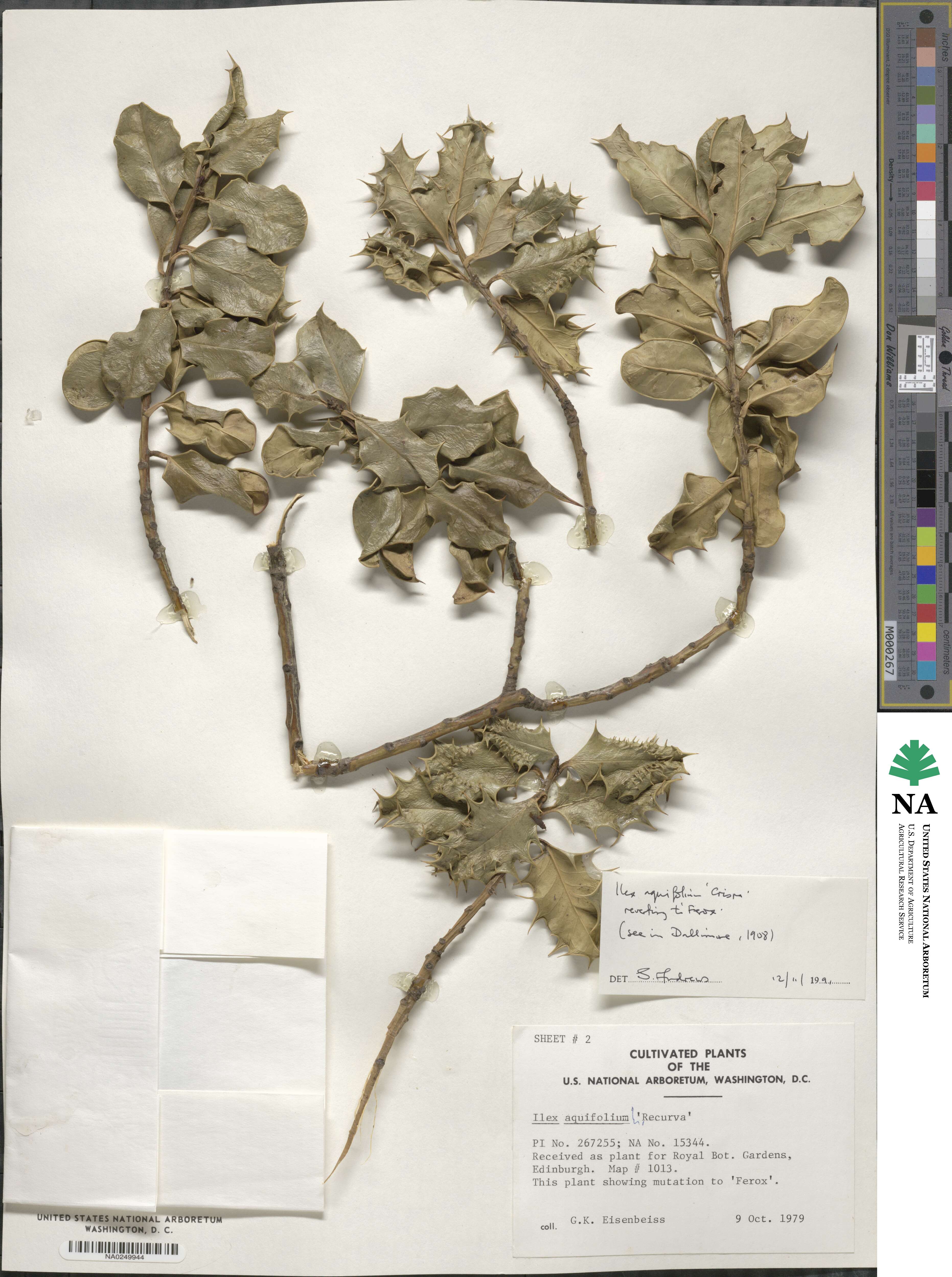 Ilex aquifolium var. recurva image