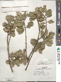 Ilex aquifolium image