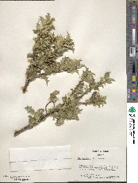 Ilex aquifolium var. recurva image