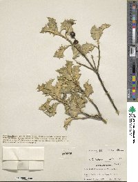 Image Associated With the Occurence
