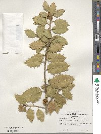 Image Associated With the Occurence